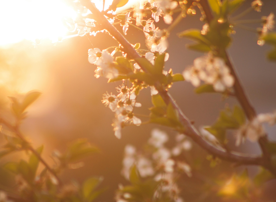 Tree blossoms against a sunny but blurry background
