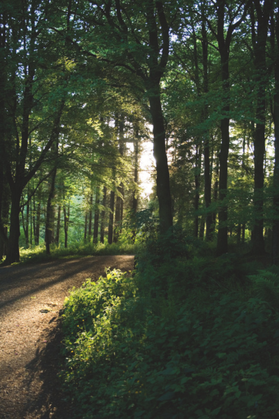 Sun shines through a forest of trees and lights up the ground and leaves