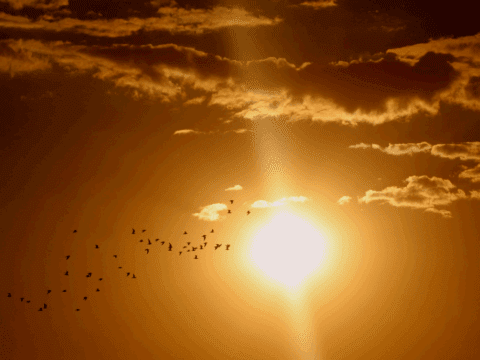 A flock of birds fly in front of the shining sun